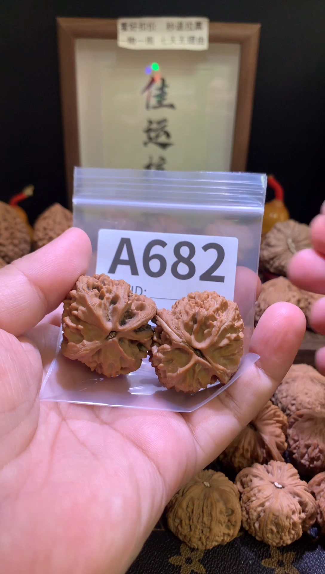 把件文玩核桃大沽石37加尺瑕疵磕尖