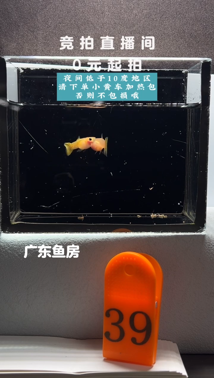 孔雀鱼黄蕾丝玻璃猫一对编号39