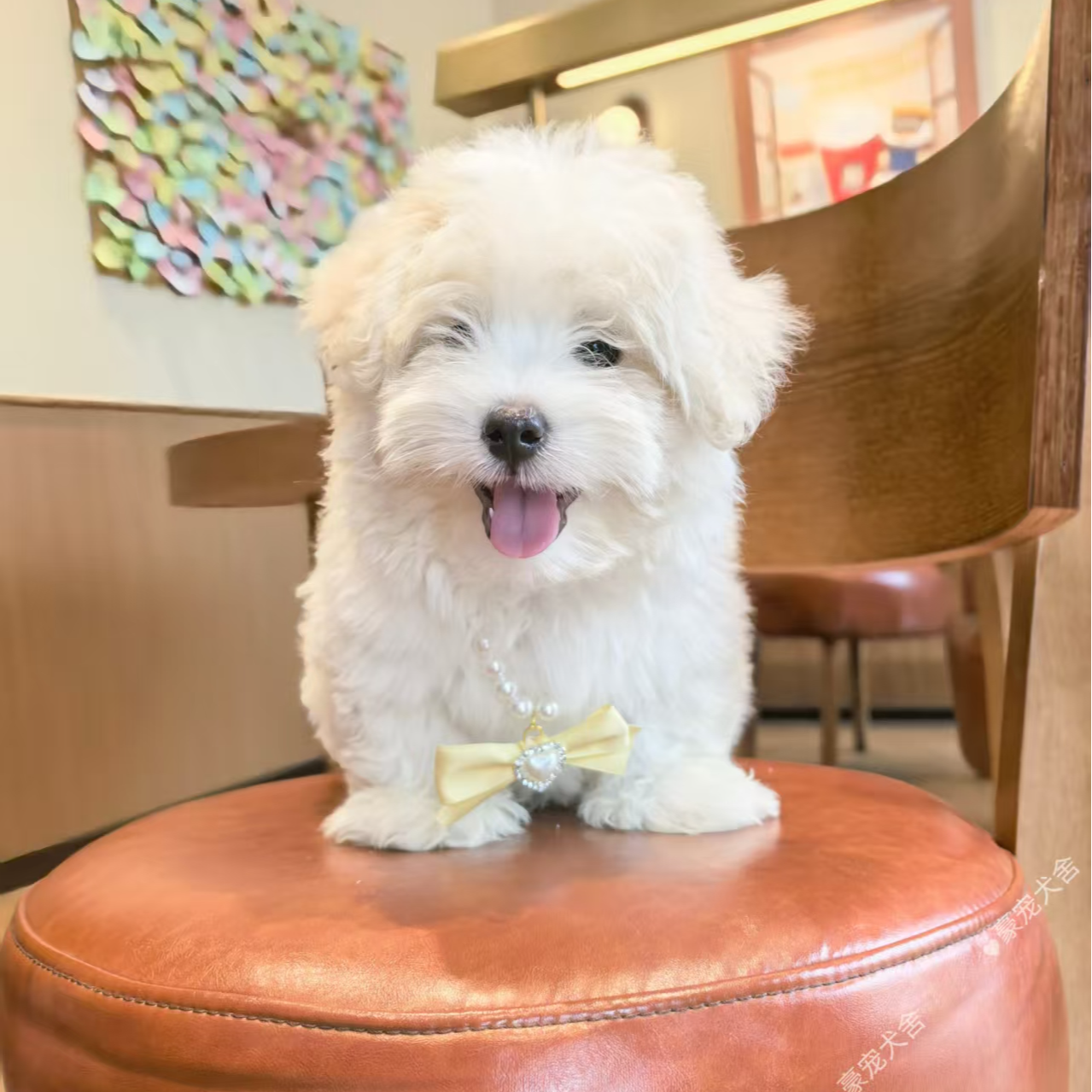 豪宠棉花面纱犬繁育基地活体宠物狗狗全款成交链接