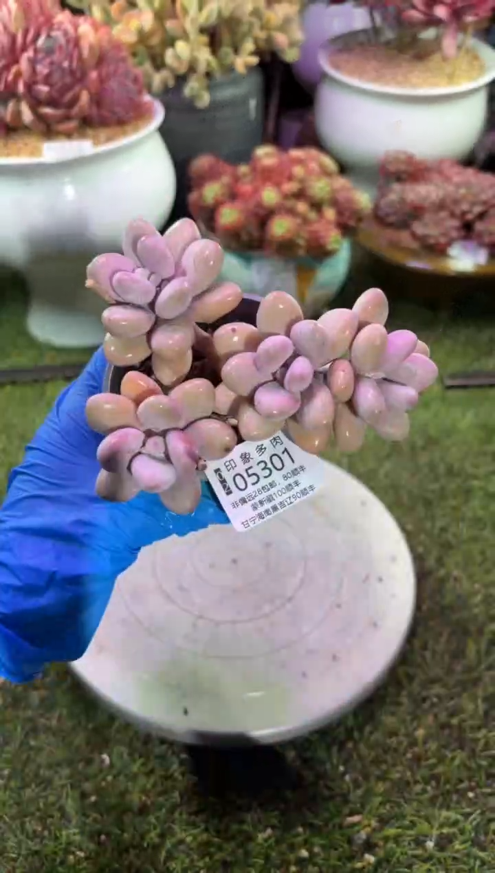 【闪购商品】05301