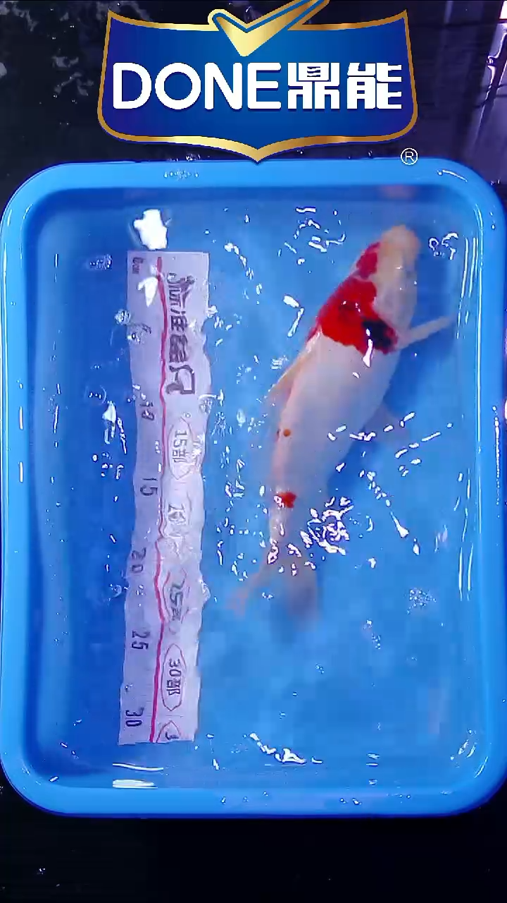 锦鲤鱼悦直播间菁选 15号