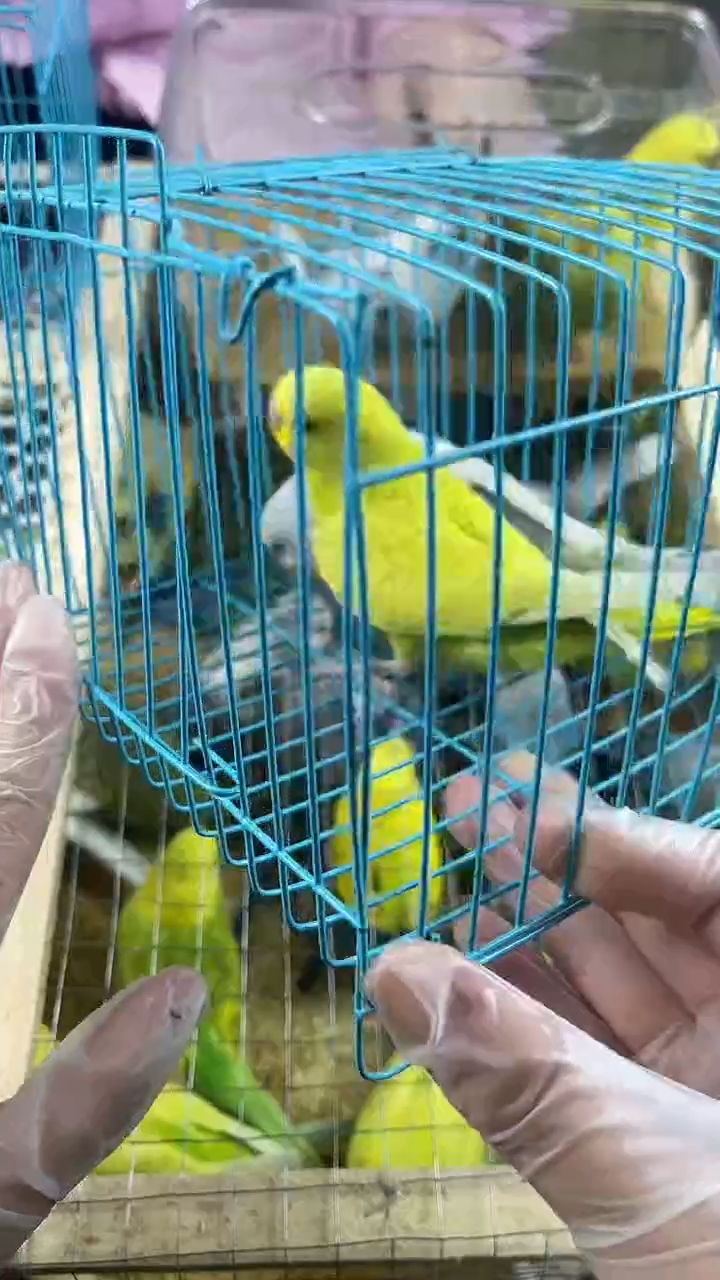 虎皮鹦鹉虎皮鹦鹉宠物小鸟