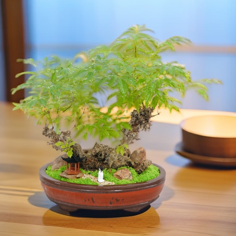 黄荆盆景