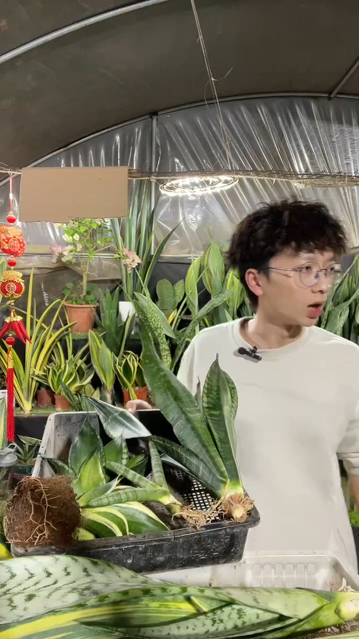 2号组合-黄金宝镜+繁星+矮脚星空+银玉+银麦+佛手+金荷花