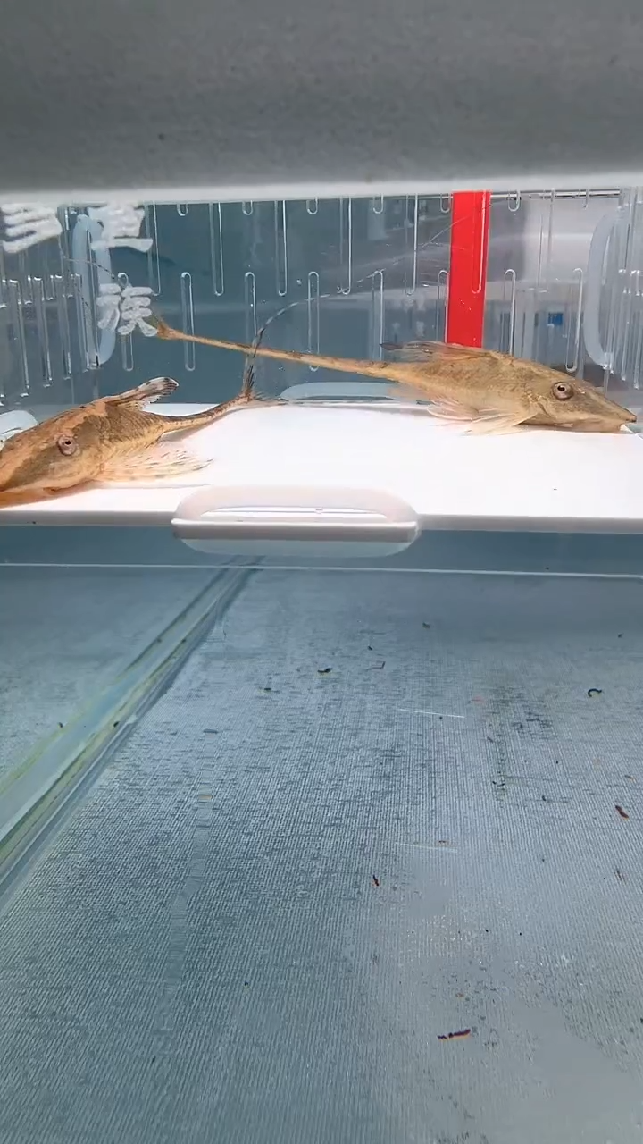 清道夫10+不包入缸损102