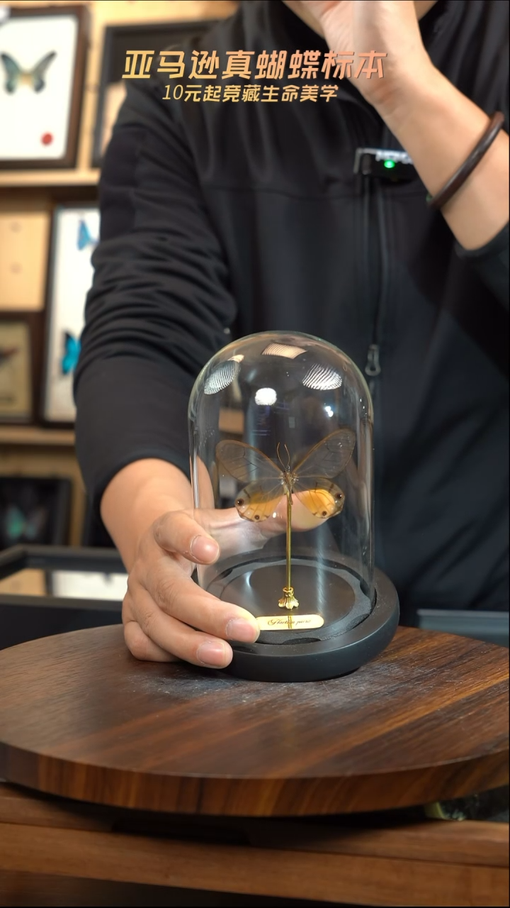 黄晶眼蝶小号玻璃罩