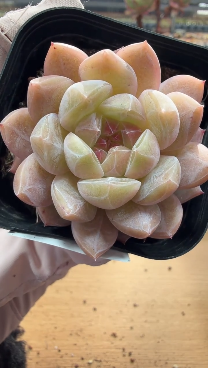 东云多肉园二店-114