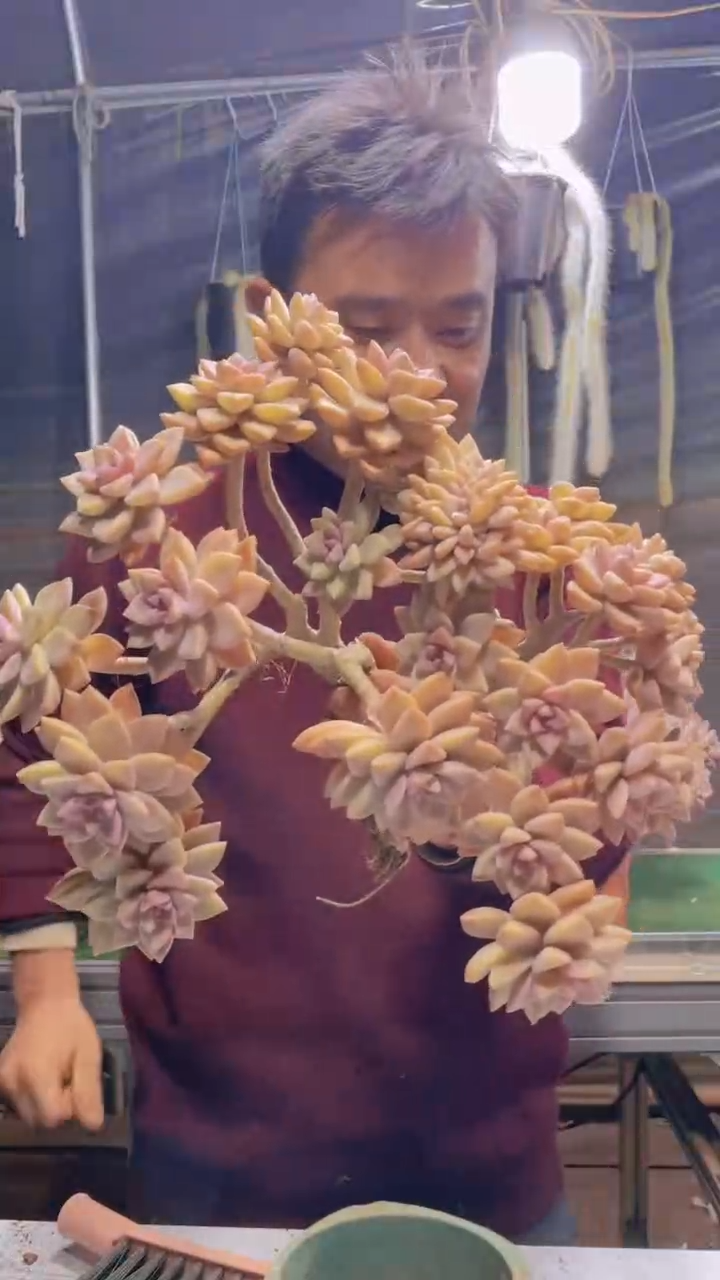 117淡雪缀化一物一拍