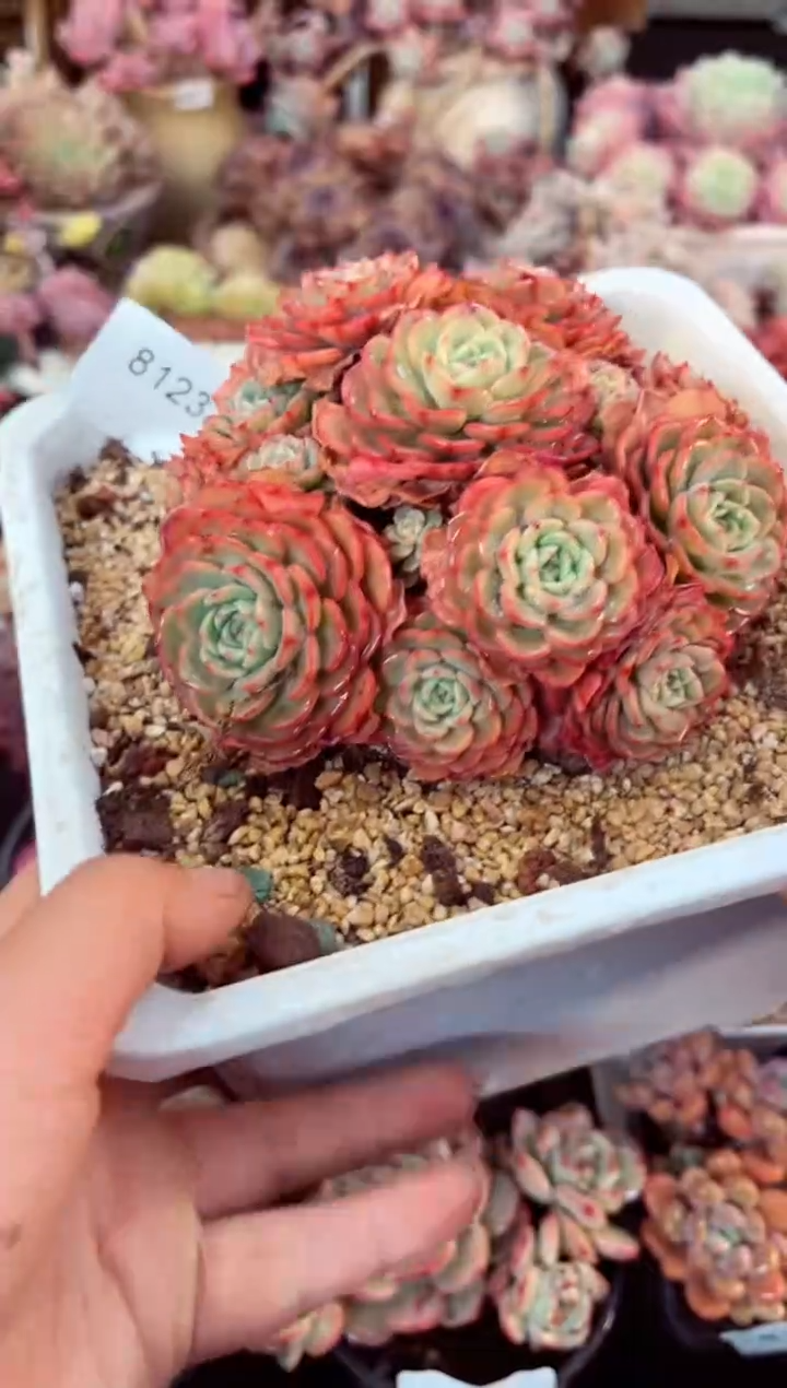 【闪购商品】8123群生宝贝惊喜多肉