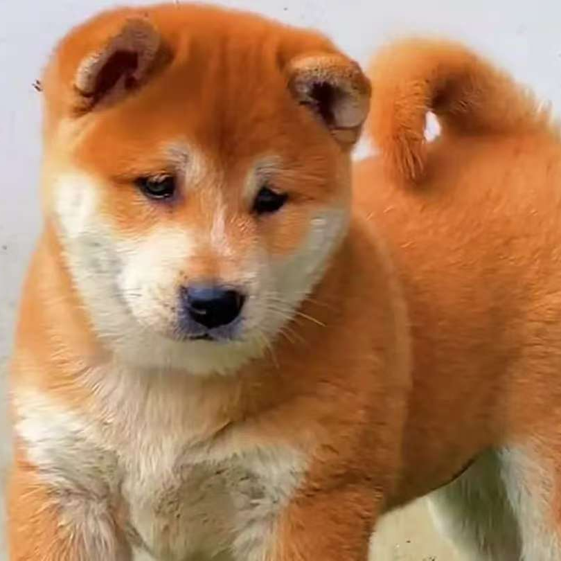 中华田园犬宠物活体直播间挑选