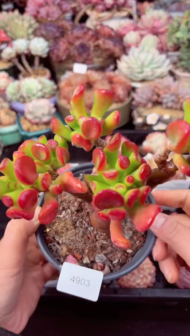 【闪购商品】4903吸财树多肉