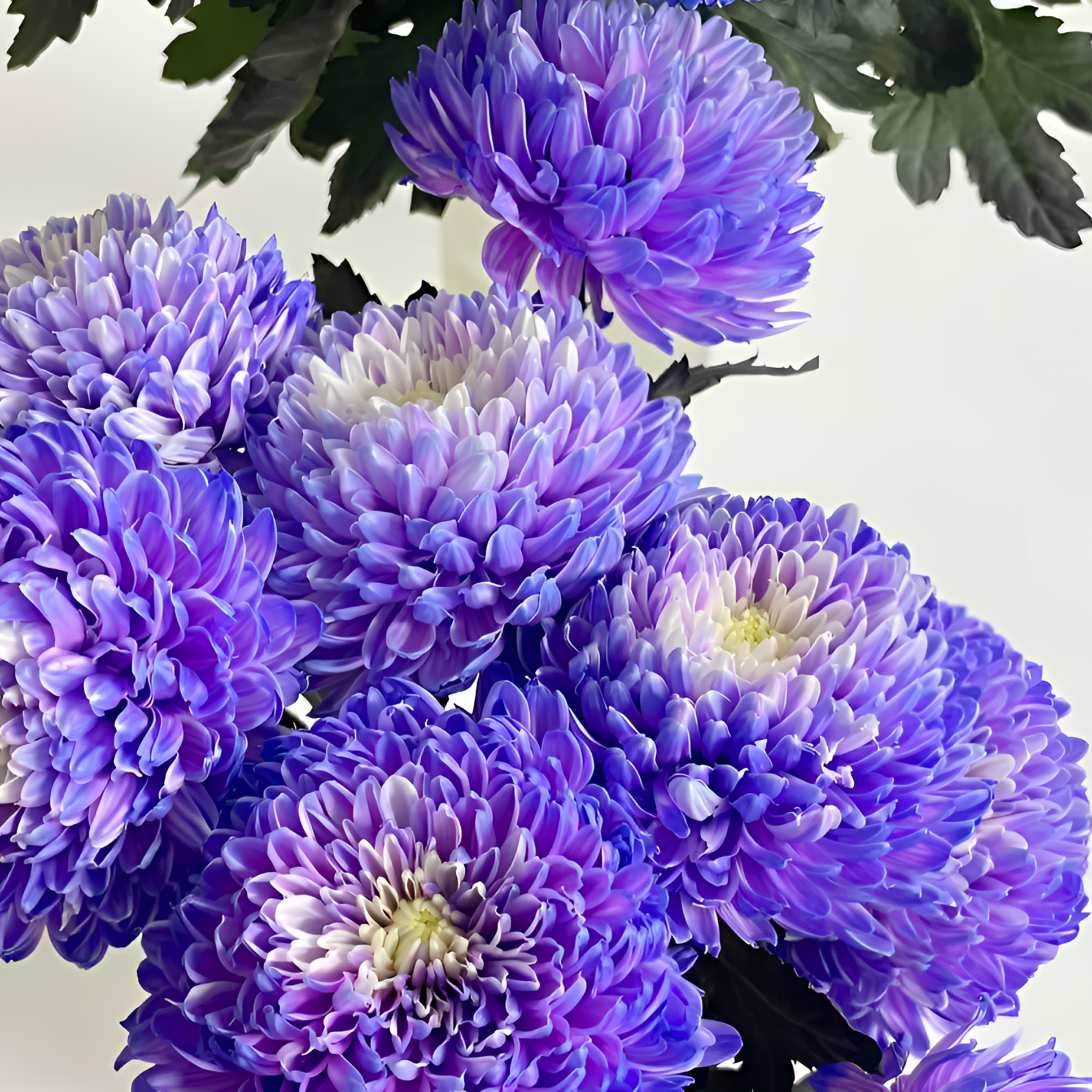 【银座鲜花】牡丹菊-紫色菊类原装整扎5支每扎2单包邮鲜切花家居花生活鲜花