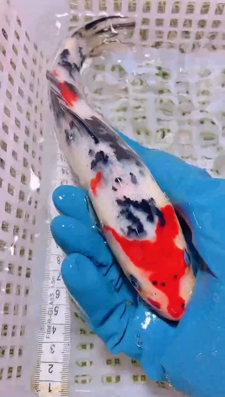 锦鲤冷水观赏鱼全场包邮39