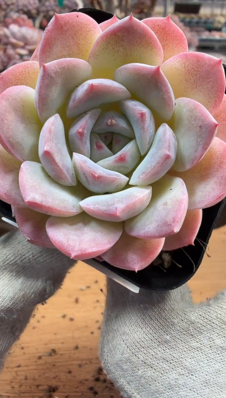 东云多肉园三店-171