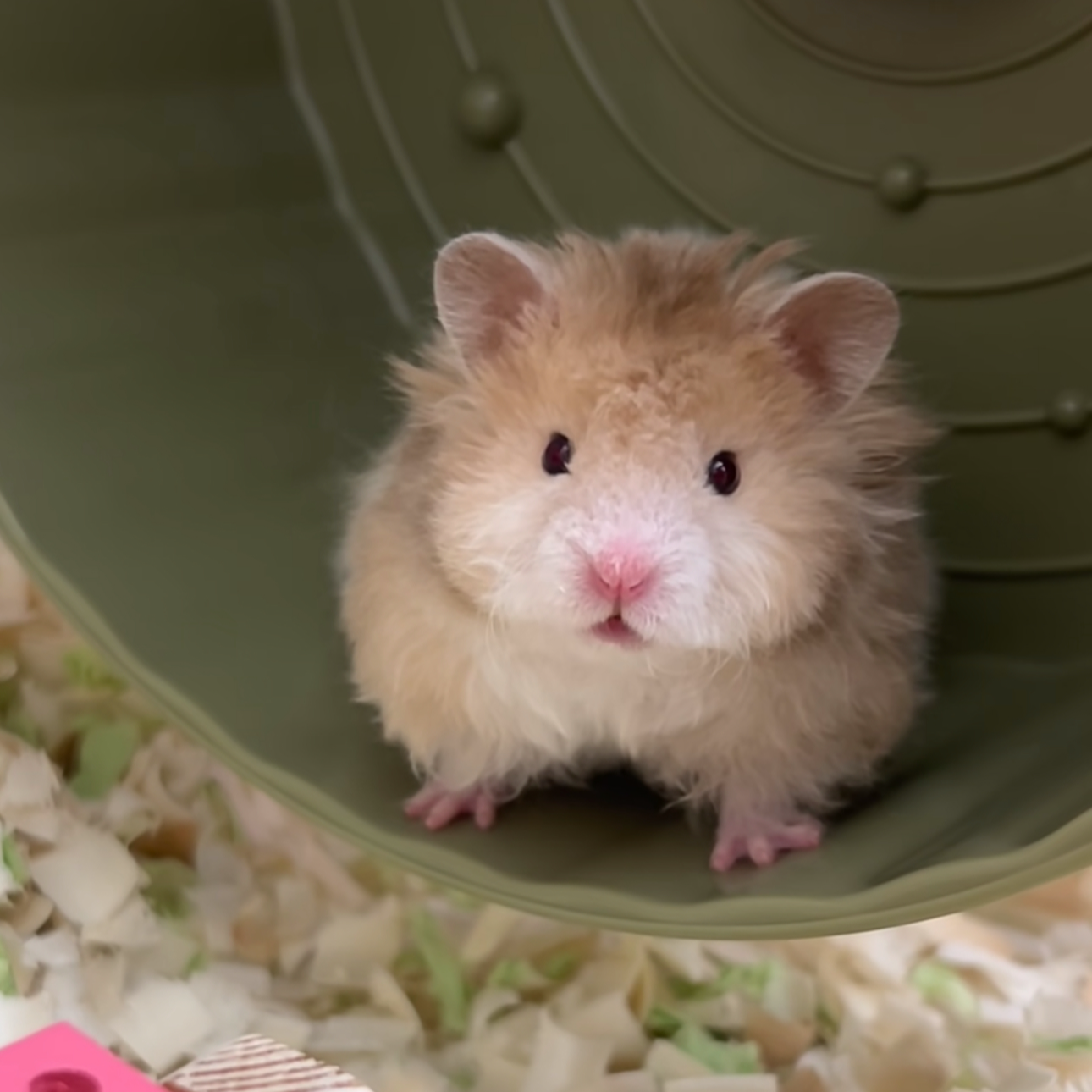 精品家养大体波利金丝熊【直播挑选15天质保】