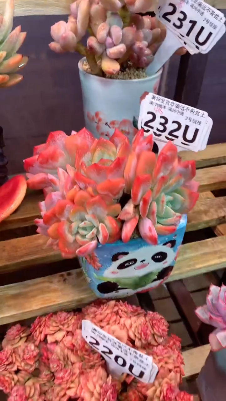 232 U（一物一拍，精品多肉，w所见即所得 ）