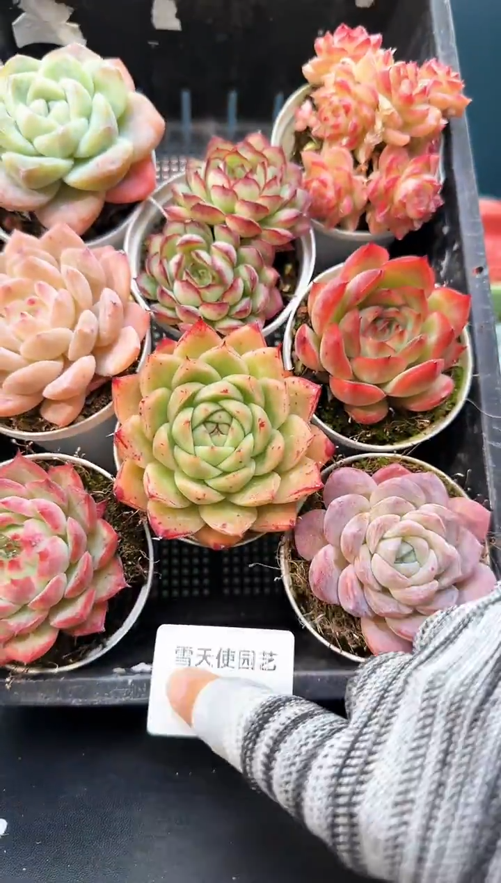 10   63  多肉8 颗 