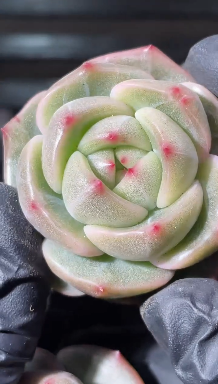 28-66 翡灯3-4厘米量拍发一颗