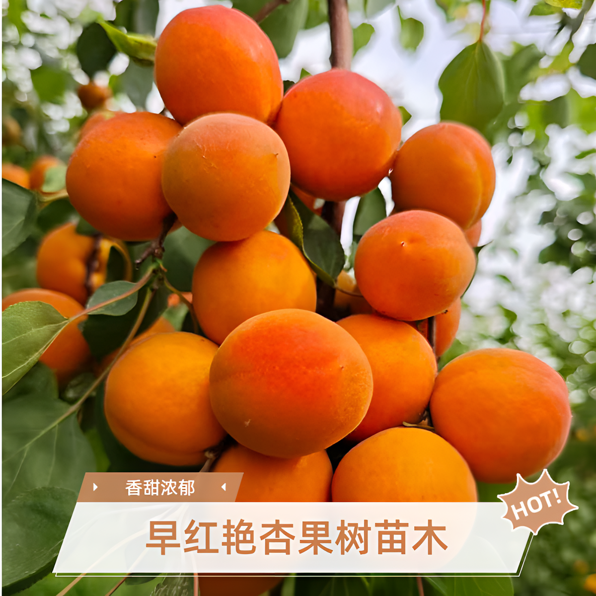 早红艳杏树嫁接苗木丰产冬杏南方北方种植家庭院种植盆栽杏树香甜