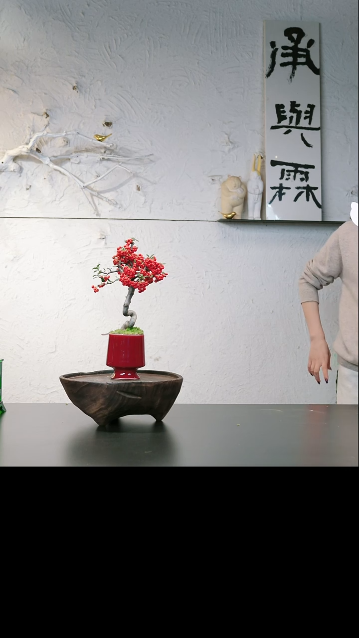 完全开放001富贵紫大饼专拍