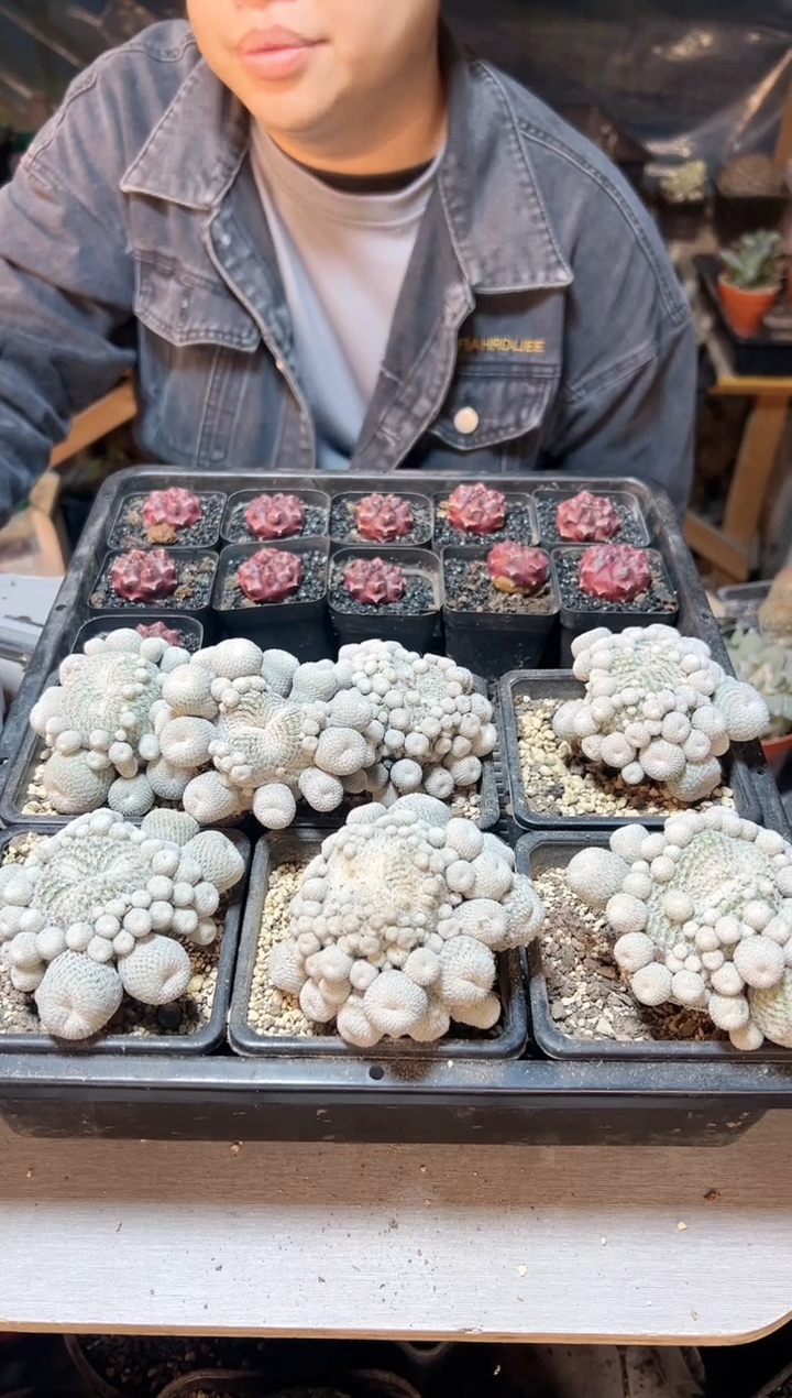 【闪购商品】自根子吹月世界7公分1颗