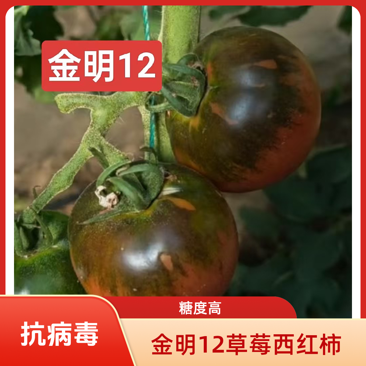金明12高糖草莓西红柿50粒碱地柿子水果西红柿