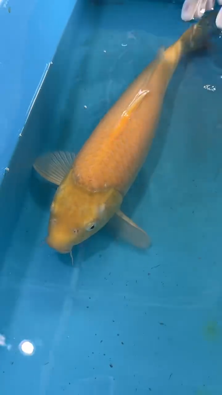 锦鲤太饱锦鲤36cm-48cm不包邮到付