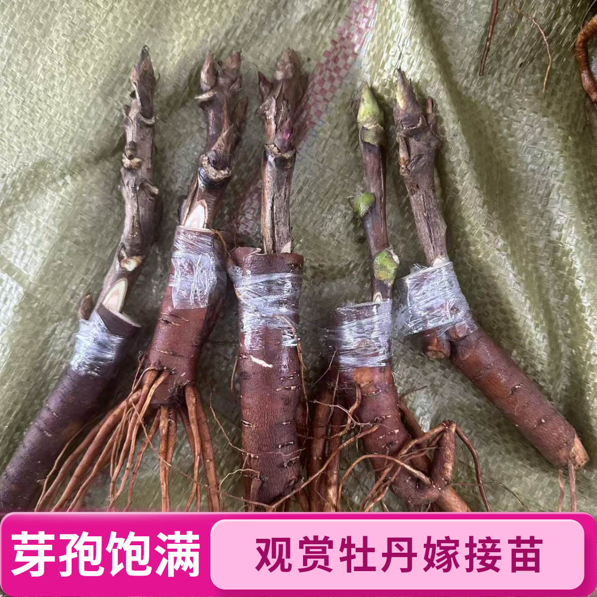 精品菏泽观赏牡丹嫁接1年苗