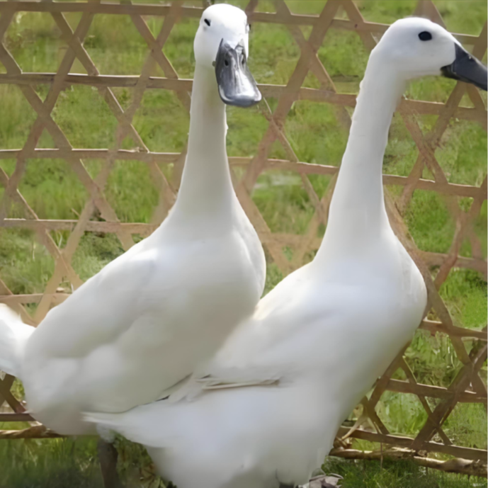  恩施高山 农家散养鲜嫩营养黑嘴鸭1只|2只