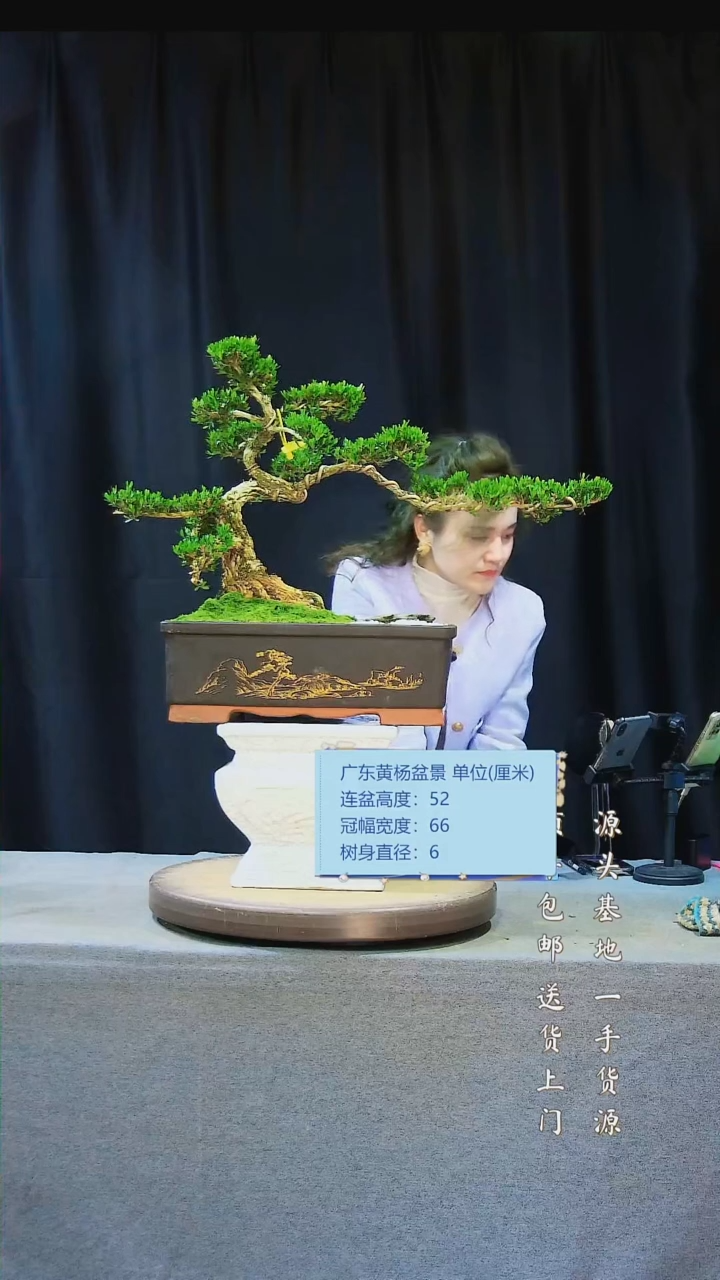 【闪购商品】雀舌黄杨盆景雀舌黄杨盆景