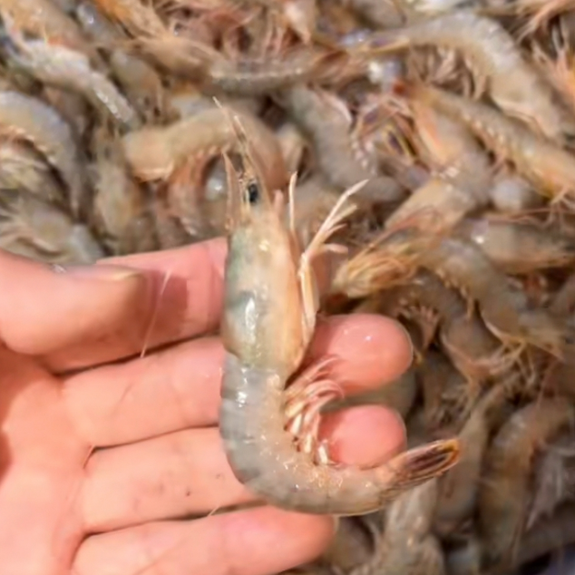 北海 大头虾 剑虾