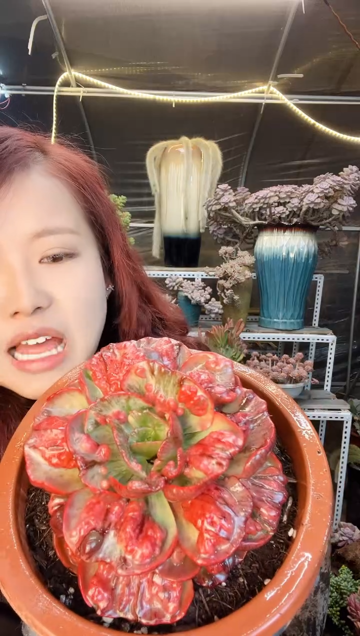 【闪购商品】玉滴景 一物一拍