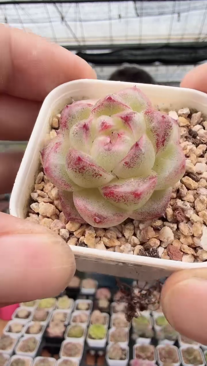 东云多肉园新款-46