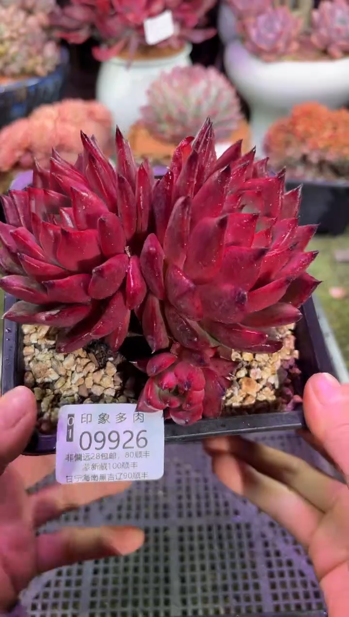 【闪购商品】09926