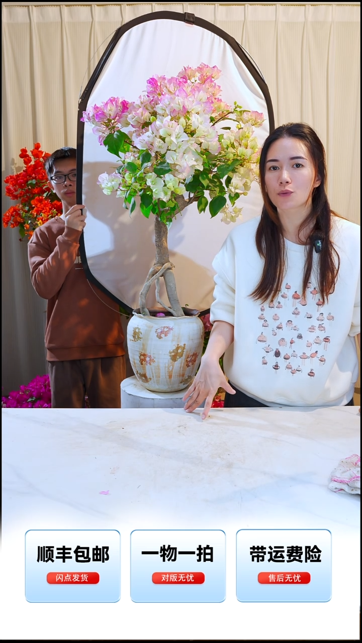 大部分开放少量花苞绿樱