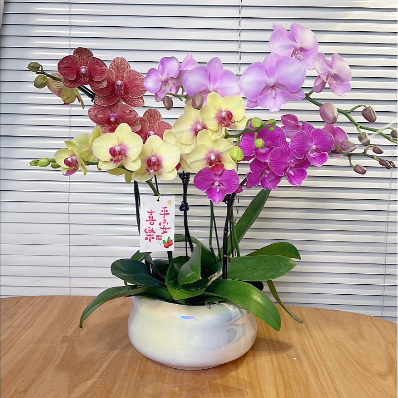 【彩花-蝴蝶兰】QX高端鲜花 定制款 易养花期长 送礼 家居摆件