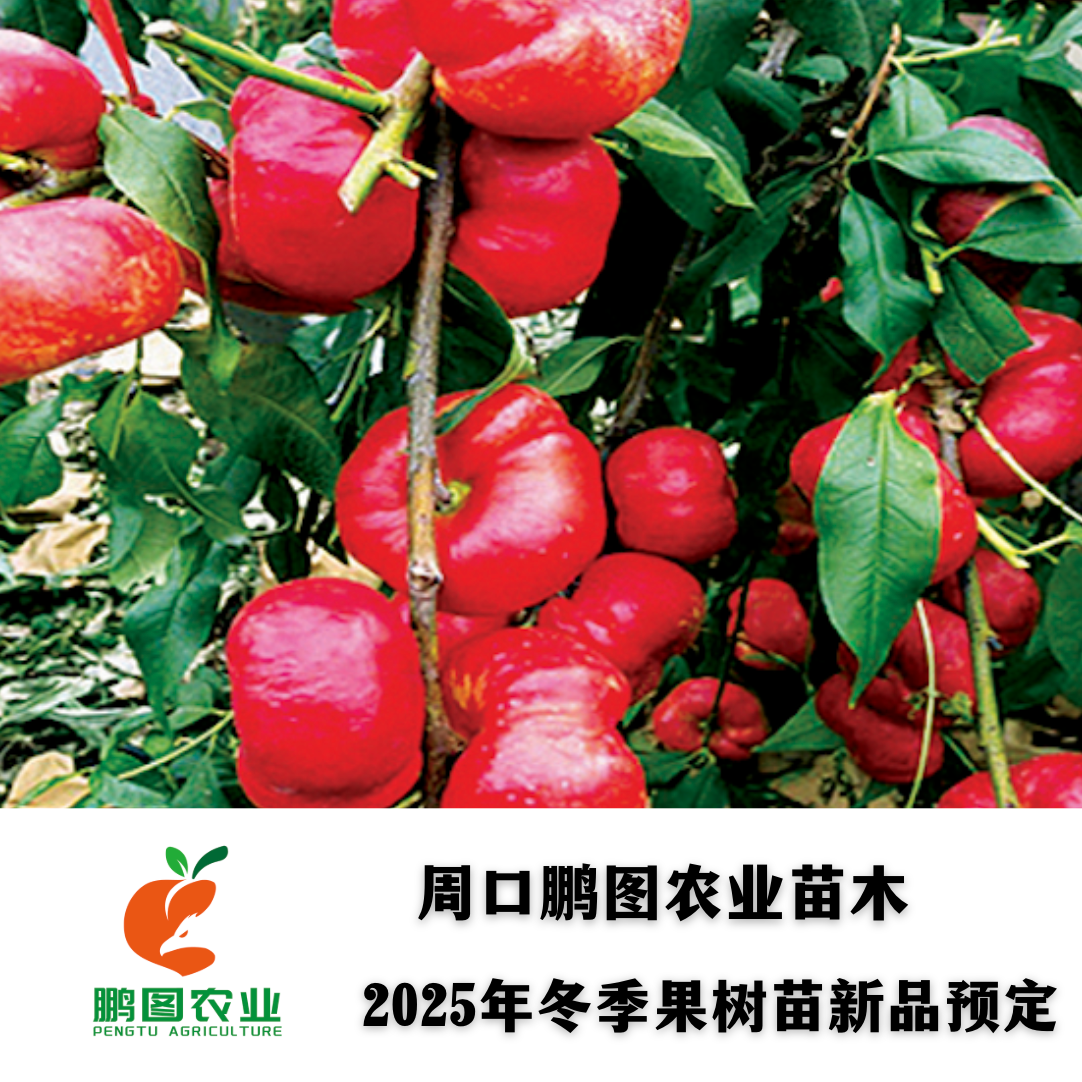 中油蟠9 彩虹蟠酥脆纯甜货架期长极丰产自花结实