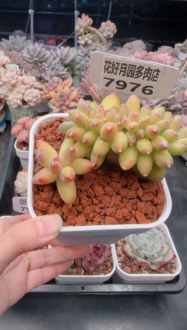 【闪购商品】7976千代田之松