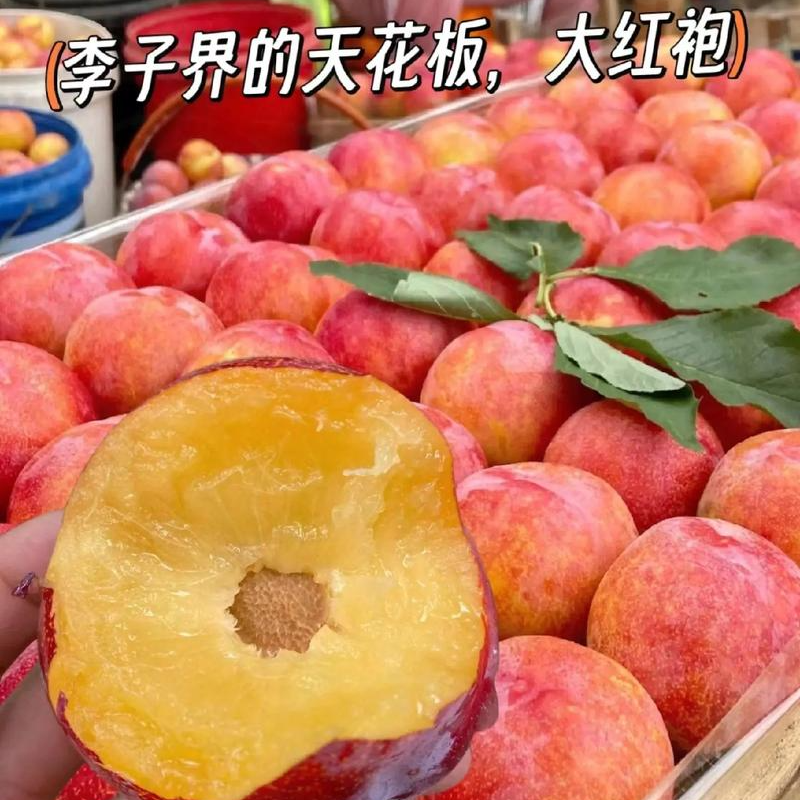 大红袍李子水果4斤装李子同城送安徽省