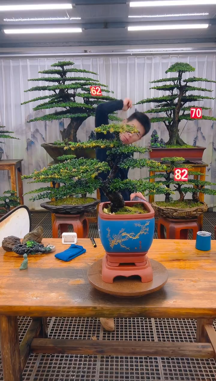 无花朵精品盆景直播间一物一拍