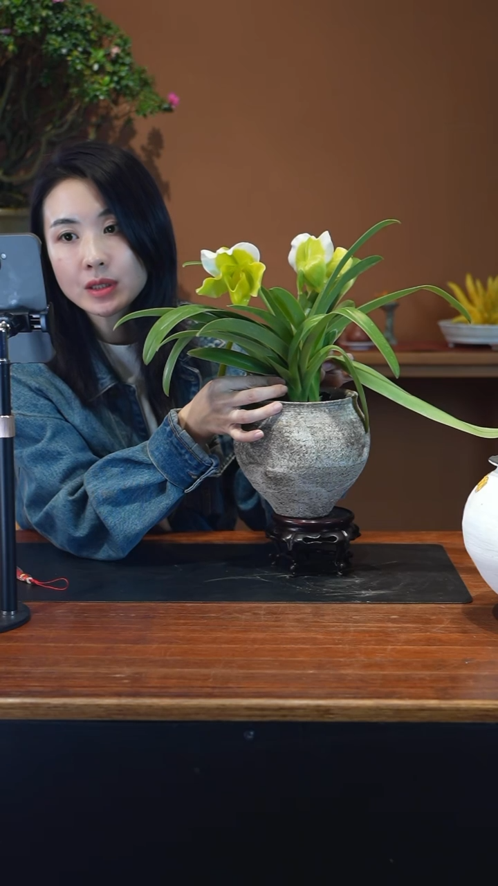 全部花朵绿肉饼盆景盆景盆景