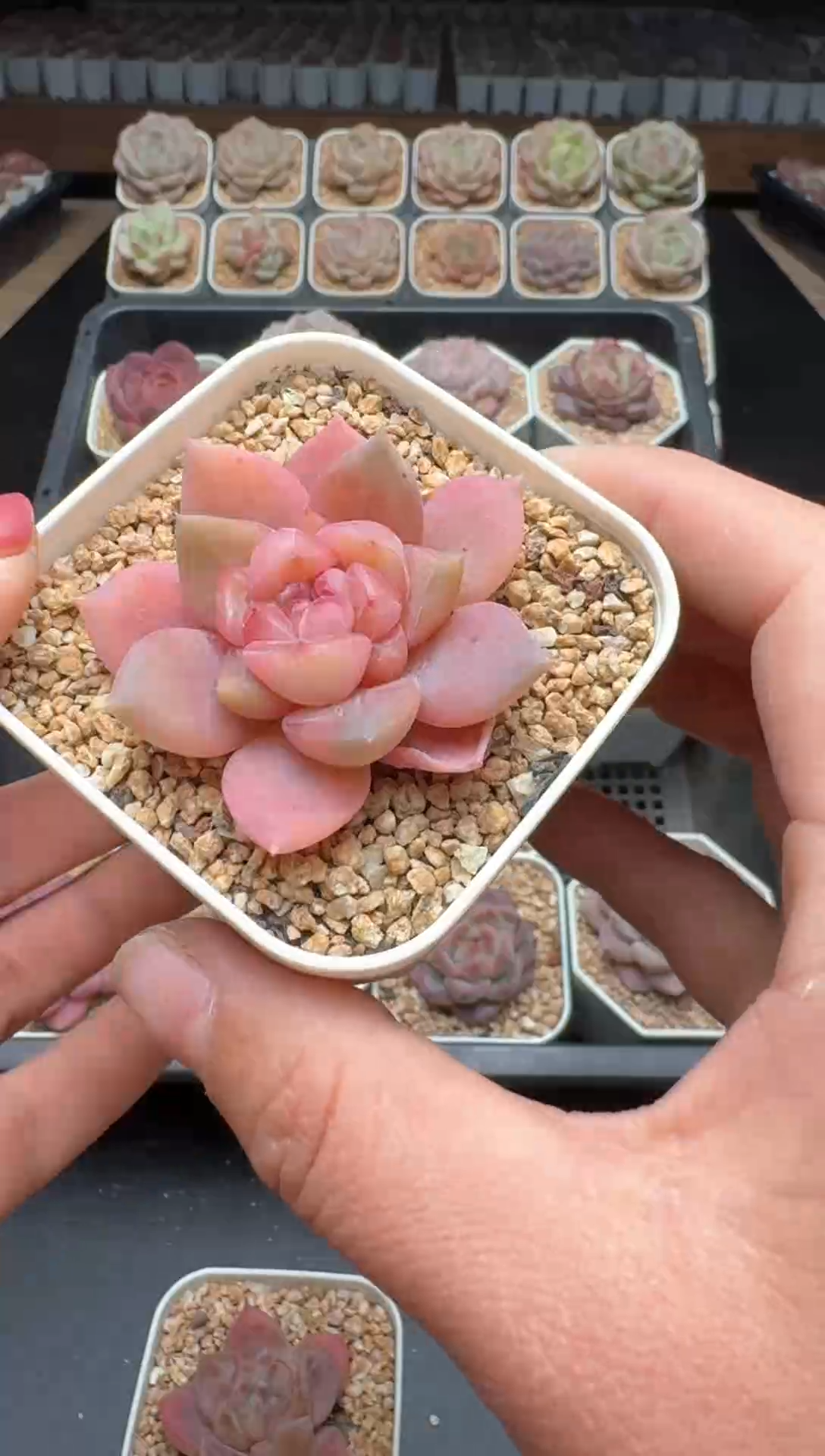 【闪购商品】141号一物一拍珍妮多肉花卉植物3颗起发