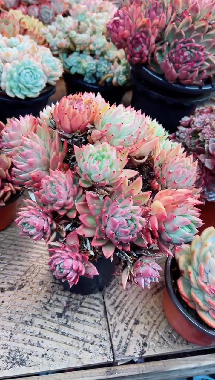 【闪购商品】04158