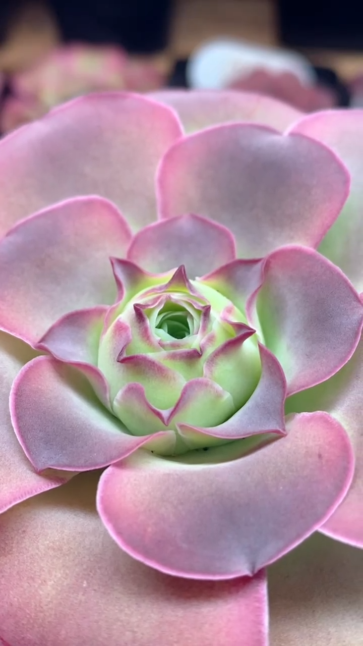 楹楹山地玫瑰/371