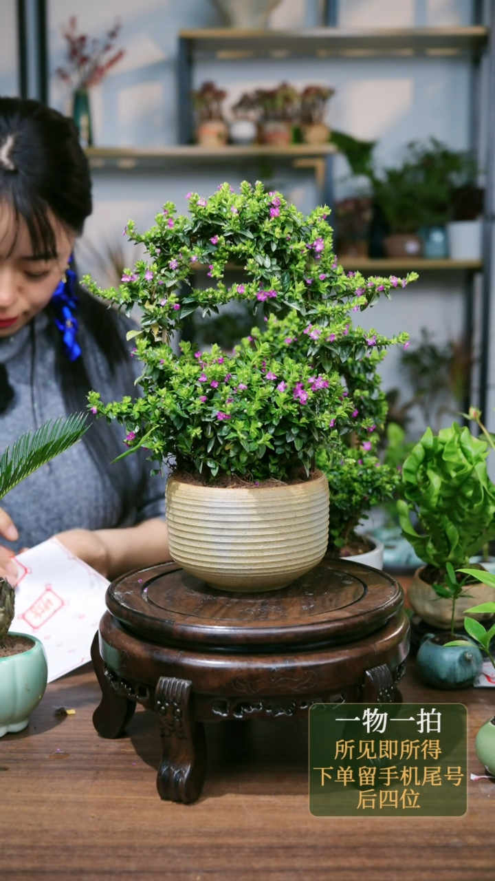 【闪购商品】39--6398满天星古陶