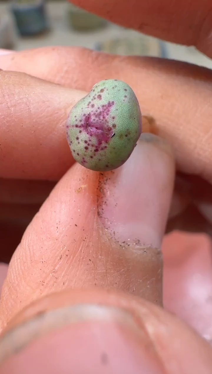多肉植物肉锥23-90