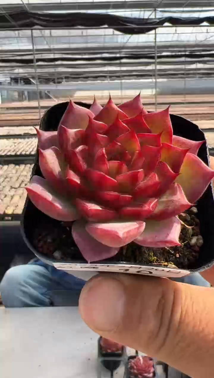 【闪购商品】红魔多肉-10