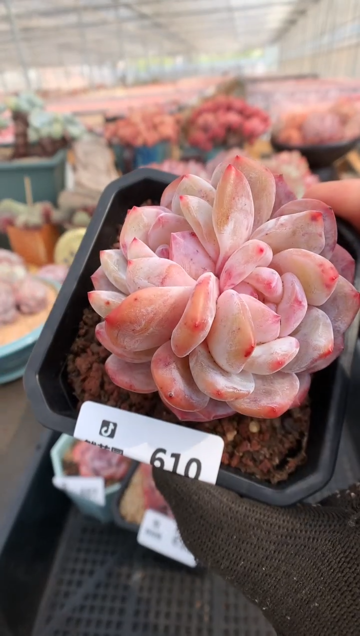 【闪购商品】610雪天使一物一拍