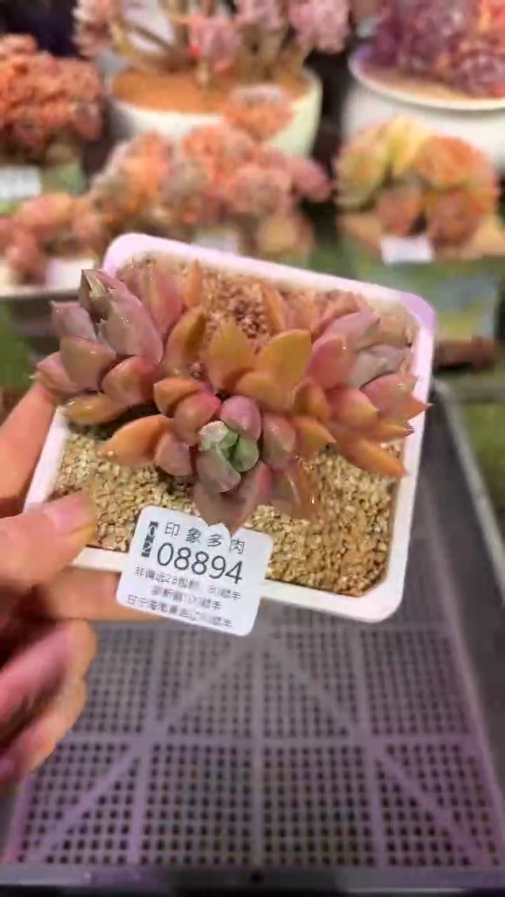 【闪购商品】08894