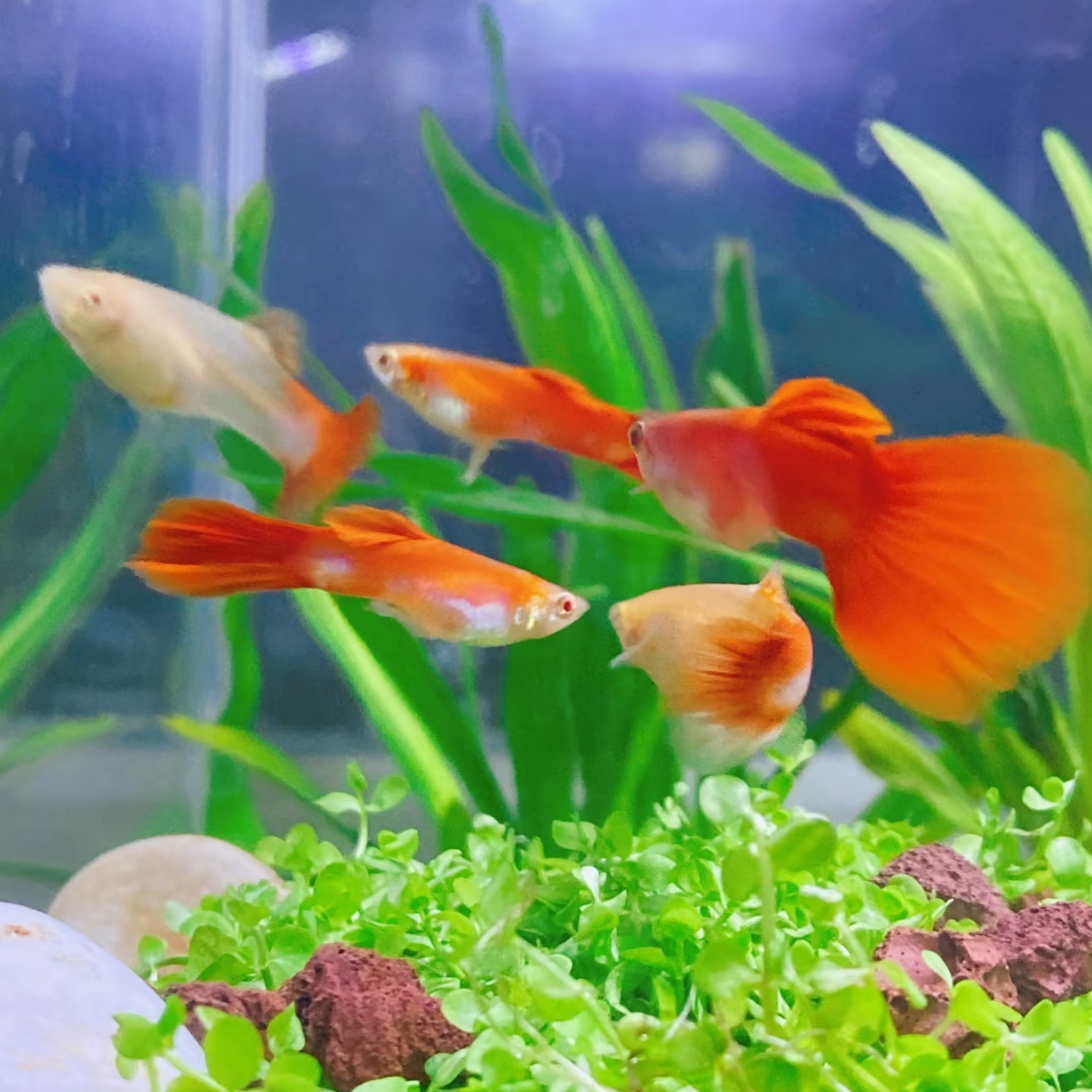 精品观赏鱼孔雀鱼